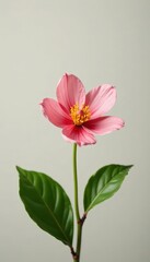 A photograph of a single flower against a neutral background, simplicity, leafy