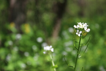 Alliaria petiolata