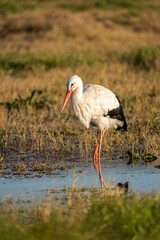 Fototapeta premium White stork walking in a wetland area during golden hour. The large wading bird stands in shallow water surrounded by dry grass and warm sunlight. Nature and sustainability concept.