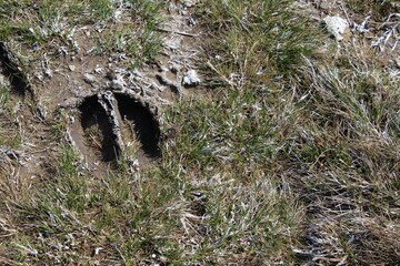 Cow Footprint in Muddy Ground &ndash; Farm Animal Trail