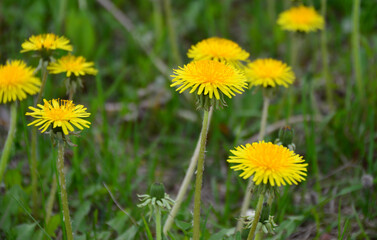 Close-up of vibrant yellow dandelions blooming in a field