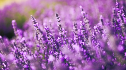 A field of vibrant purple lavender flowers basking in the sunlight, a serene and beautiful scene.