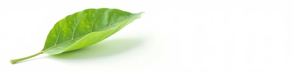 Obraz premium A single leaf isolated against a stark white backdrop, foliage, simple