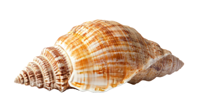 Sea shell isolated transparent background - Powered by Adobe