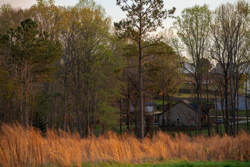 sunset light in the woods