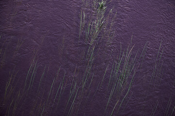 Abstract nature texture background with purple water and fine green aquatic plants