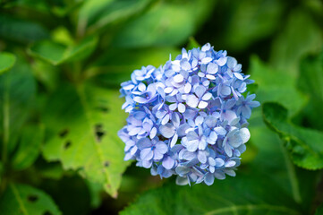 Close up of  blue Hydrangea or hortensia flowers (Hydrangea Macrophylla) with blurred background
