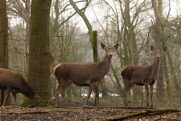 Obraz premium A red deer doe in the forest 
