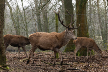 A group of deer in the forest 