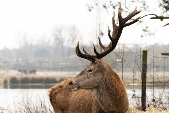 A portrait of a red deer stag with its antlers - Powered by Adobe