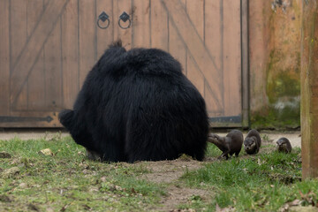 A few otters walking behind a black bear