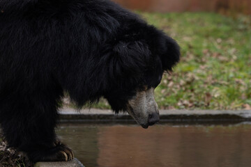 A black bear looking at his reflection in the water 