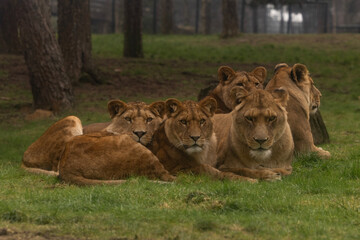 A pride of lionesses lying in the grass