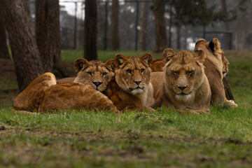 A group of lionesses and their cubs 