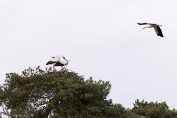 Two storks on their nest and a third stork flying towards them 