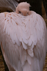 A rosy pelican with its head tucked into its feathers 