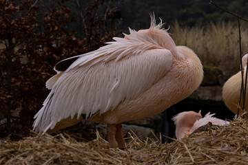 A rosy pelican sleeping with its head tucked into its feathers