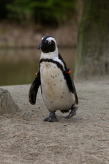 A humboldt penguin walking on the sans 
