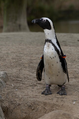 penguin standing on the sand 