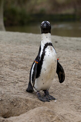 An African penguin standing in the sand 