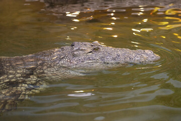 alligator in the water