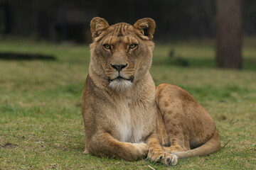 A lioness lies in the grass