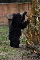 Black bear scratching a tree