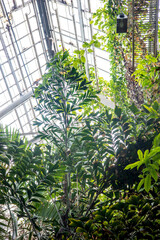 Greenhouse of the botanical garden with green tropical plants. 