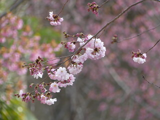 Fleurs de cerisiers roses