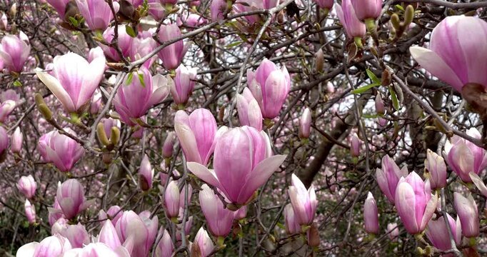 A Symphony in Pink, the Beauty of Spring Flowers.
