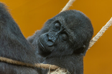 Wild serenity, a gorilla resting peacefully © EMILIA