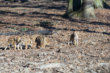 Wild boar - Sus scrofa - in the forest and by the in its natural habitat. Photo of wild nature