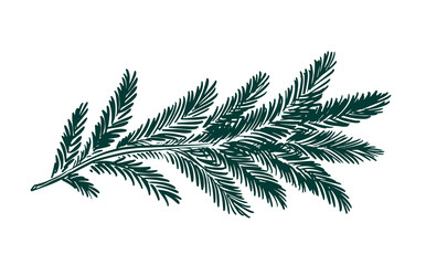 A green fir branch on a white background hand drawn   © Olesya
