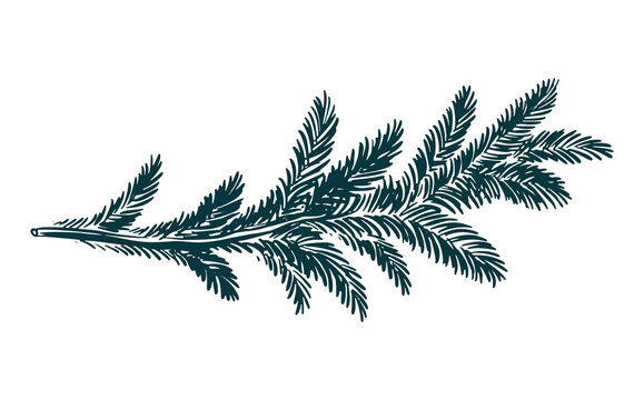 A green fir branch on a white background hand drawn	
