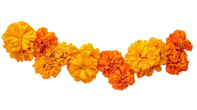 Orange Marigold Flower Garland, Isolated on Transparent Background, Floral Design Element, Day of the Dead, Marigold, Floral arrangement, Dia de los Muertos