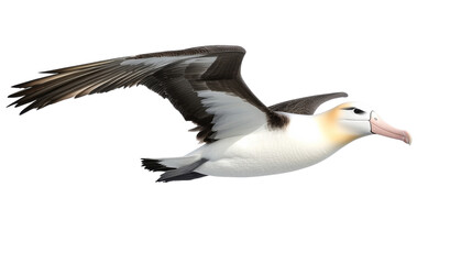 Flying Albatross, Isolated on Transparent Background, Bird Illustration, Wildlife, Nature, Albatross, bird, wildlife
