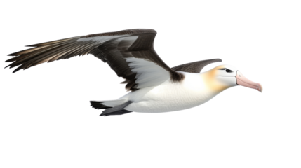 Flying Albatross, Isolated on Transparent Background, Bird Illustration, Wildlife, Nature, Albatross, bird, wildlife