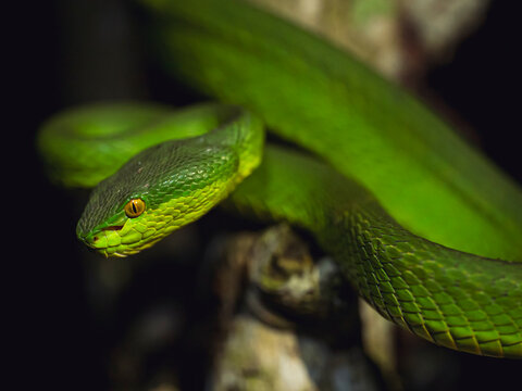 Close up of a Green Pit Viper