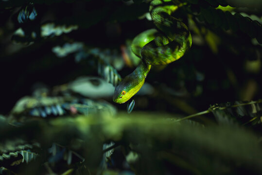 Green Pit Viper descending from a tree