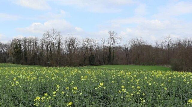 Printemps Fleuri : Colza et For&ecirc;t en Paysage Ouvert