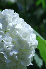 white flower in the garden