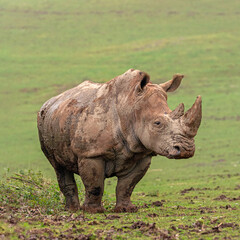 Obraz premium Majestic rhinoceros in its natural habitat