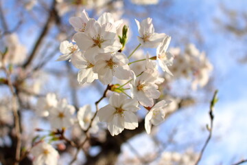 美しい桜の季節
