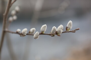 willow catkins in spring