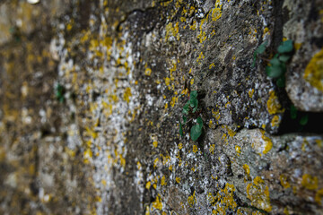 An ancient, weathered stone wall covered in yellow and white lichen 3