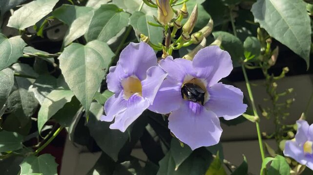 Big black carpenter bee pollinates vibrant flowers in Sri Lanka lush environment