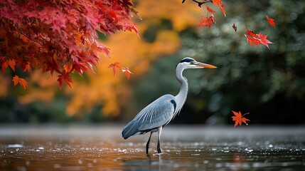 Naklejka premium Grey heron standing in water with vibrant fall leaves drifting nearby