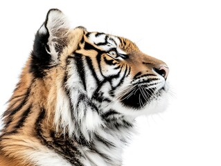 Fototapeta premium A close up portrait showing the head of a tiger