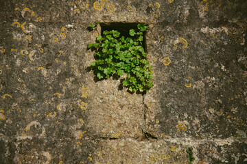 Stone wall, tiny square opening with vibrant green leaves emerging 12
