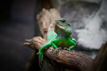 grüne Wasseragame, Physignathus cocincinus in Gefangenschaft auf einem Baumstamm